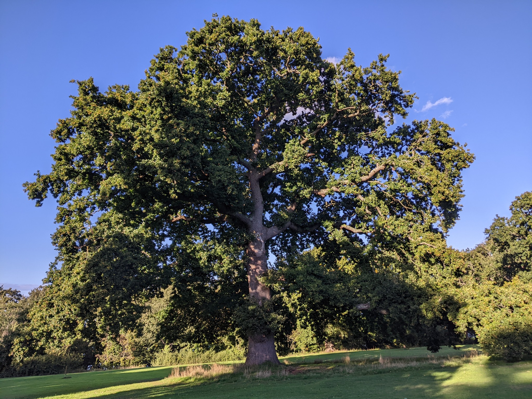 🌳Tree Planting at Appley Park! 🌳 – Ryde Town Council